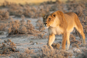 big cat in BWA