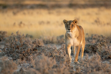 big cat in BWA