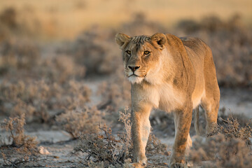 big cat in BWA
