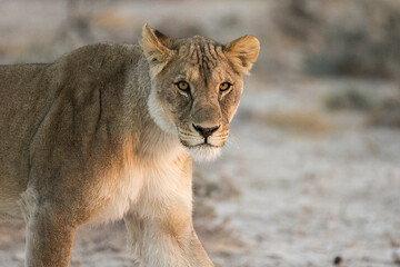 big cat in BWA
