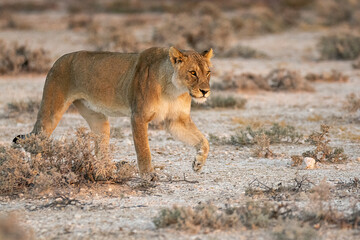 big cat in BWA
