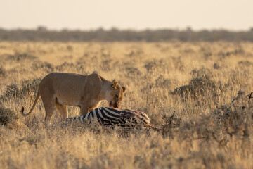 big cat in BWA