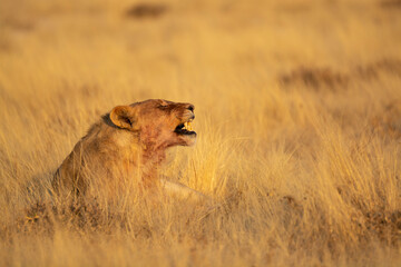 big cat in BWA