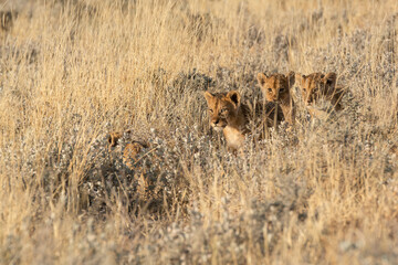 lions in BWA