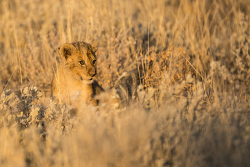 lions in BWA