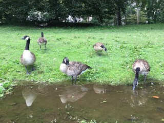 geese in the park