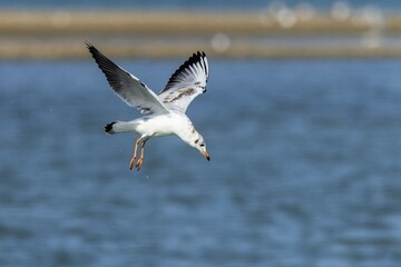 A young black-headed gull flying above blue water of a lake on a sunny summer day.