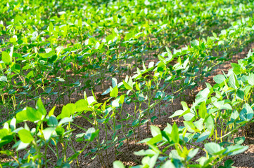 Soybean field, with soybean plants that are growing