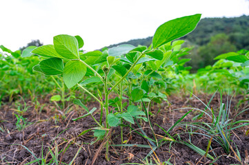 Soybean field, with soybean plants that are growing