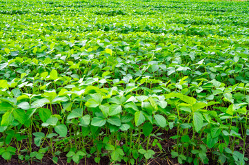 Soybean field, with soybean plants that are growing