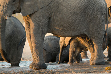 elefanti in bwa © Davide Antoniani