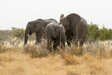 Fototapeta premium elefanti in bwa