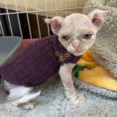 bacterial skin infection pyoderma or lichen on the skin of a red cat. cat with skin disease problem. Dermatitis in pet concept.