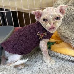 bacterial skin infection pyoderma or lichen on the skin of a red cat. cat with skin disease problem. Dermatitis in pet concept.