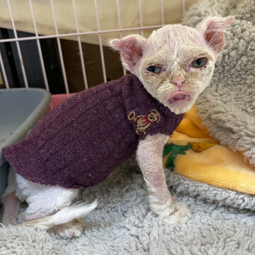 bacterial skin infection pyoderma or lichen on the skin of a red cat. cat with skin disease problem. Dermatitis in pet concept.