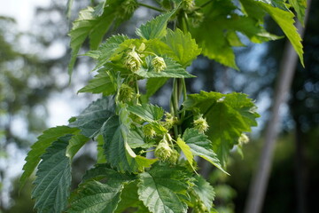 Hops plant cones - essential beer ingredient