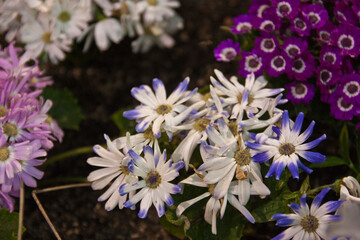 Obraz premium flowers in the garden