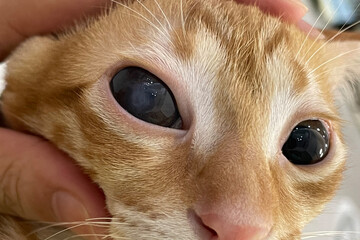Veterinarian examine on the eyes of a cat dachshund. Cataract eyes of cat. Medical and Health care...