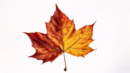 Fototapeta premium Autumn leaf on white