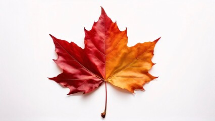 Autumn leaf on white