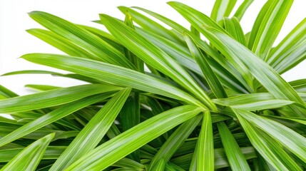 Fresh slices of a medicinal root are artfully stacked with vibrant green leaves nearby, creating a visually appealing arrangement on a clean, white surface