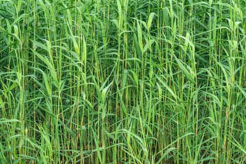 natural background - reed close-up