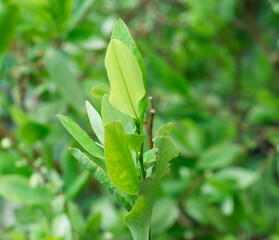 Close-up picture of leaves of Erythroxylum coca. Jardin Botanico de Bogotá : Botanical Garden of Bogota, Colombia.