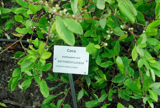 Close-up picture of leaves of Erythroxylum coca. Jardin Botanico de Bogot&aacute; : Botanical Garden of Bogota, Colombia. Information sign.