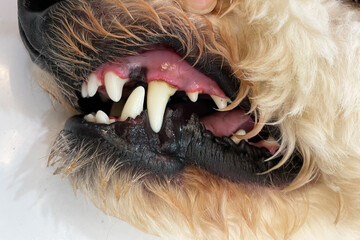 Dogs have problems with Oral cavity, limestone, Gingivitis, Tooth decay. Checking dog teeth,...