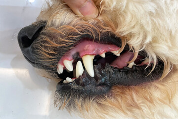 Dogs have problems with Oral cavity, limestone, Gingivitis, Tooth decay. Checking dog teeth, Selective focus. Care of dog teeth close-up. Macro of open dog mouth