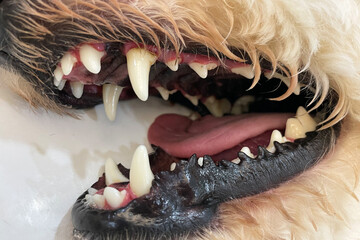 Dogs have problems with Oral cavity, limestone, Gingivitis, Tooth decay. Checking dog teeth, Selective focus. Care of dog teeth close-up. Macro of open dog mouth