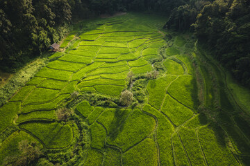 Aerial view on green rice field In the rural forest