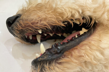 Dogs have problems with Oral cavity, limestone, Gingivitis, Tooth decay. Checking dog teeth,...