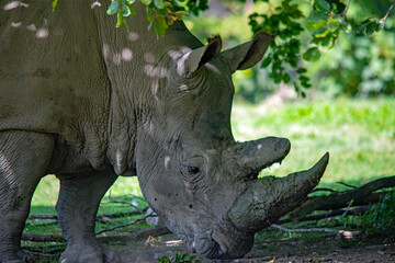 Nahaufnahme eines Nashorns im Augsburger Zoo