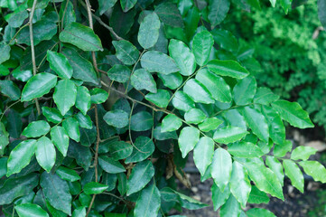 Close-up picture of leaves of Myroxylon balsamum, Santos mahogany. Jardin Botanico de Bogotá : Botanical Garden of Bogota, Colombia.