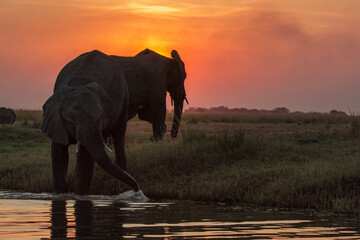 elefanti in BWA © Davide Antoniani