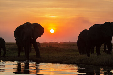 elefanti in BWA © Davide Antoniani