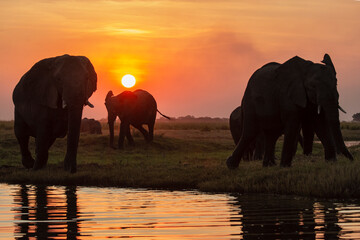 elefanti in BWA © Davide Antoniani