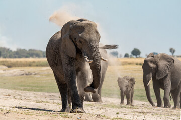 elefanti in BWA © Davide Antoniani