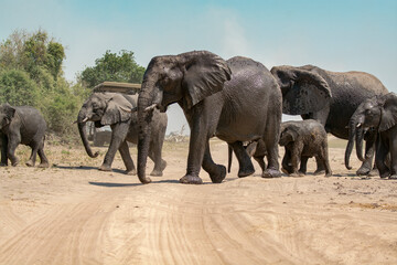 elefanti in BWA © Davide Antoniani