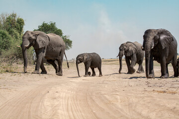 elefanti in BWA © Davide Antoniani
