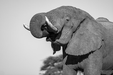 elefanti in BWA © Davide Antoniani