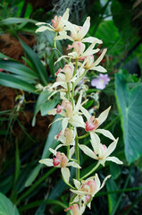 Close-up picture of a blooming flower of Cymbidium iridioides, commonly known as the Iris-Like Cymbidium. Jardín Botánico de Bogotá : Botanical Garden of Bogota, Colombia.