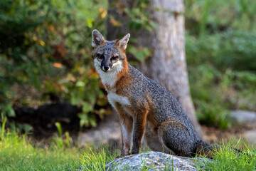 A male Gray Fox poses nicely for his portrait in the early morning light.