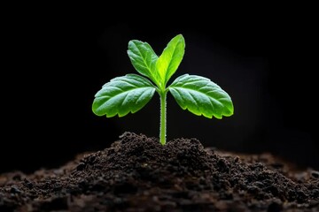 Sprout breaking, soil surface, first green shoots highlight the start of the plant's journey