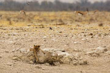 lions in bwa
