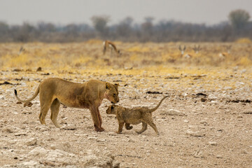 lions in bwa
