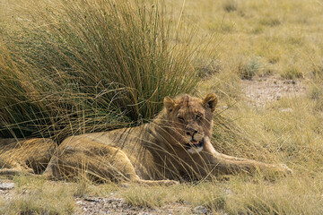 lions in bwa
