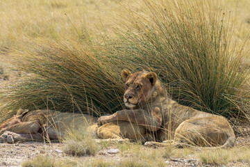 lions in bwa
