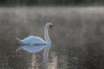 Swan on blue lake water on sunny day, swans on pond in fog, nature series